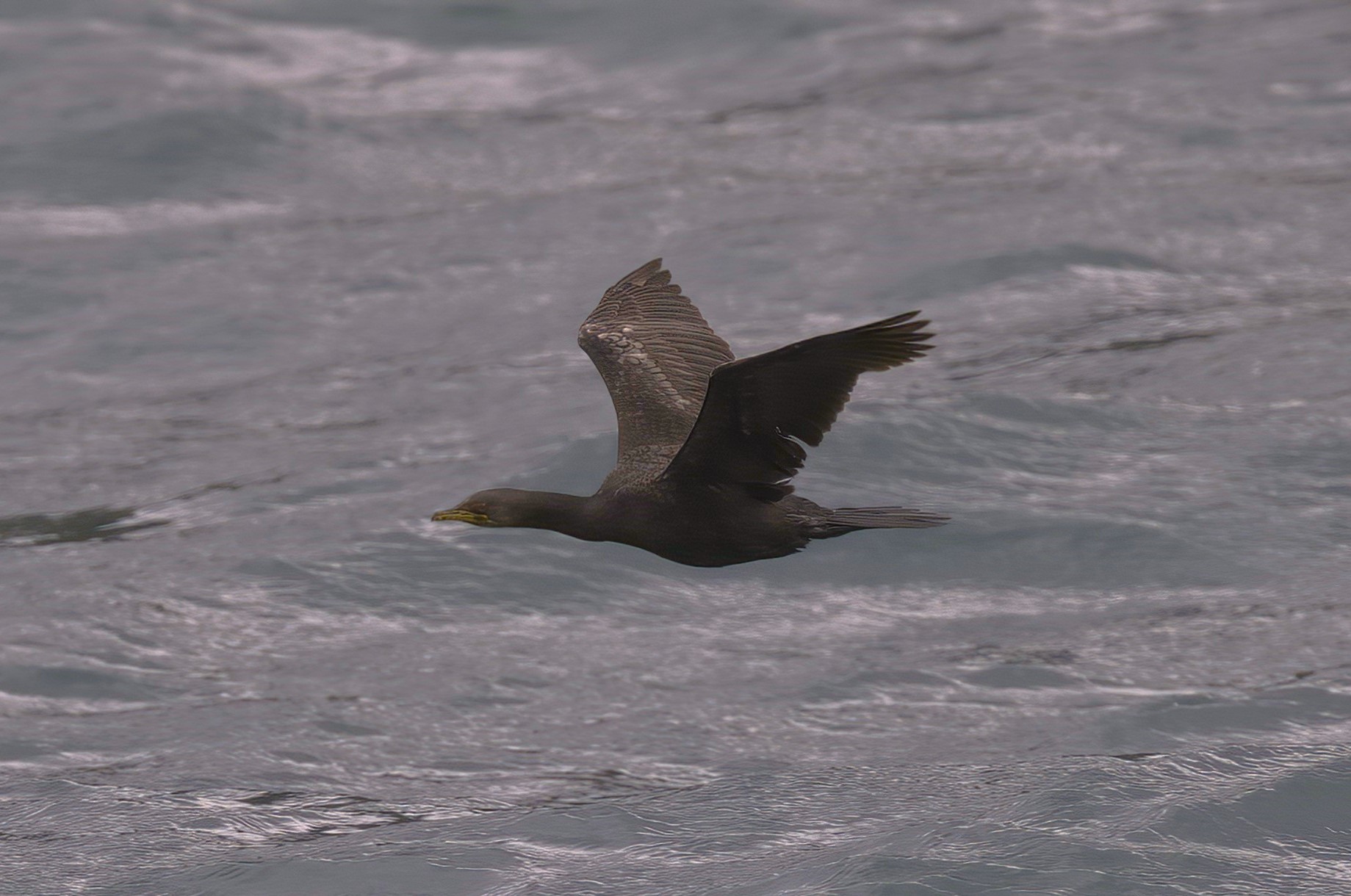 Cape Cormorant